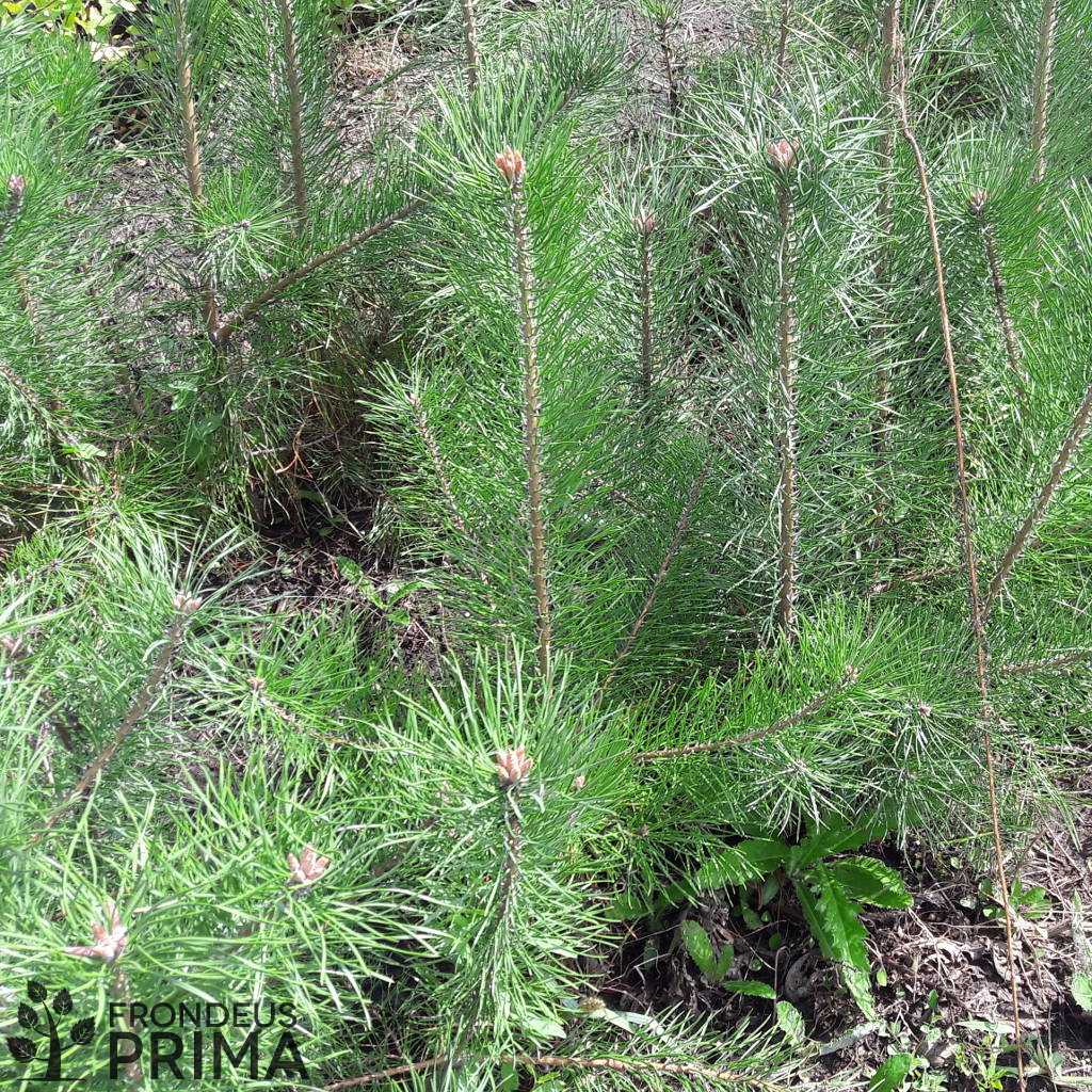 Waldkiefer samlinge