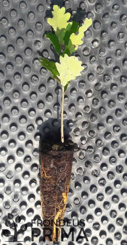European oak container seedling