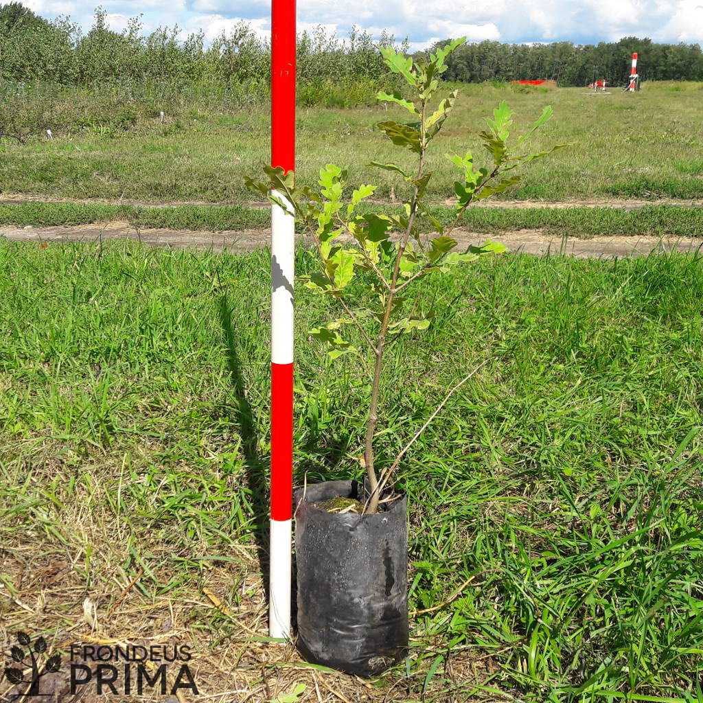 European oak transplant