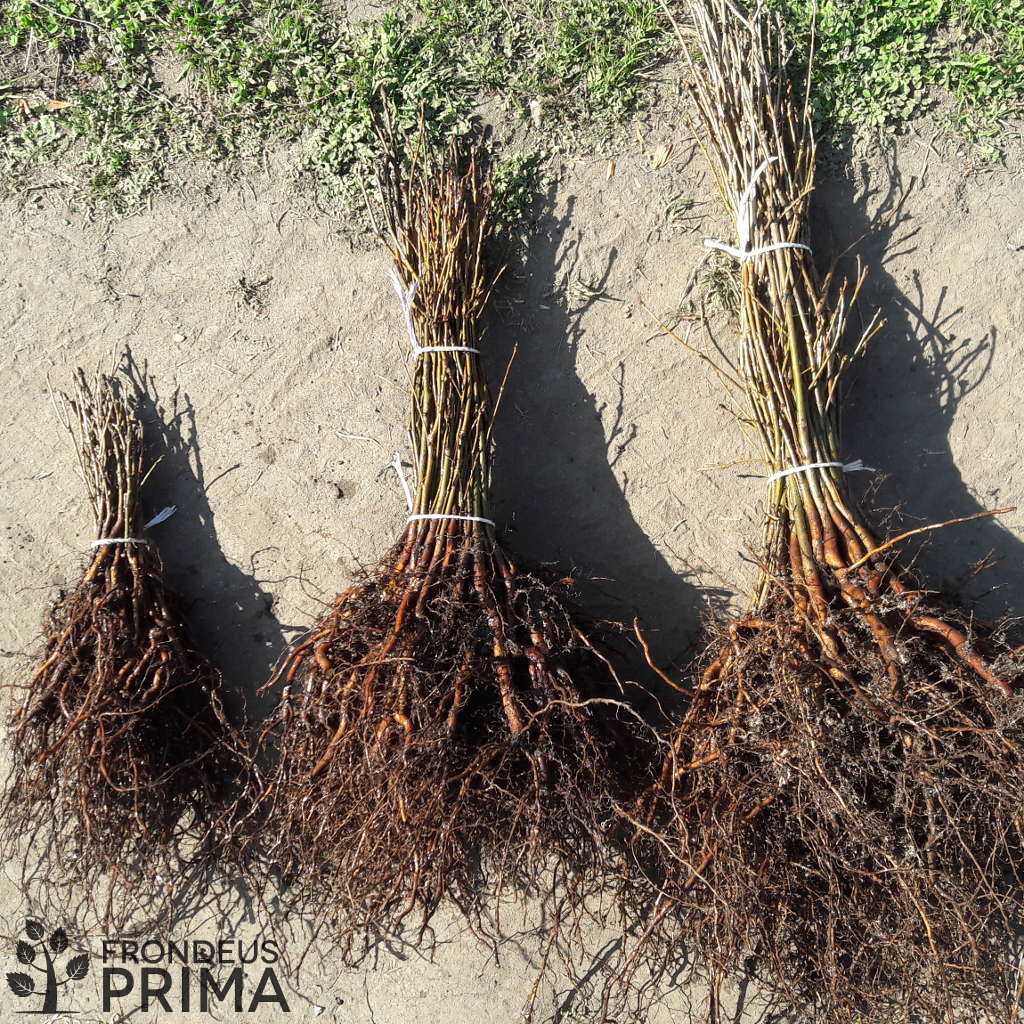 bundle of European oak seedlings