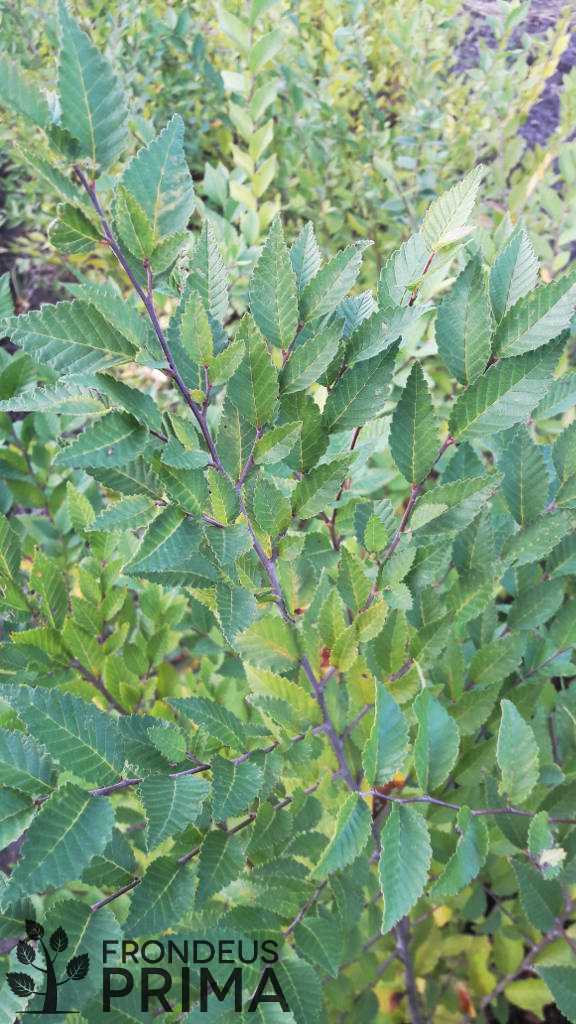 Siberian elm seedling  