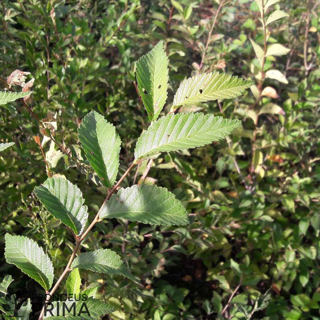 Sibirische Ulme