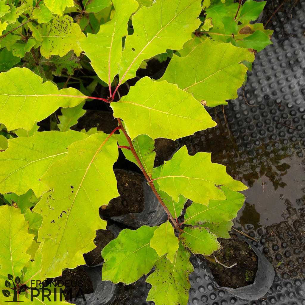 red oak transplant